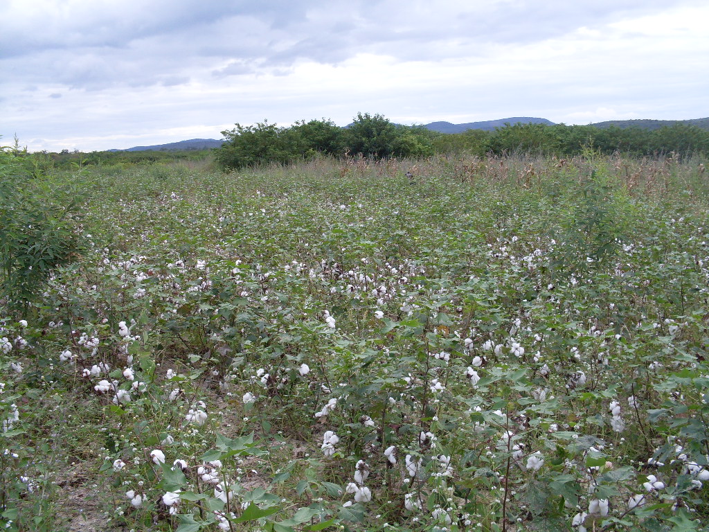 Area de  algodao organico.JPG